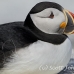 puffin_atlantic_msi_h_1389_can1010.jpg